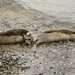 Mandy Fitzgerald Photo 31