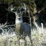 Carl Myers Photo 29