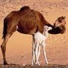 Mahmood Mohammed Photo 18