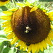 Bee Yang Photo 30