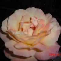 Ruth Ratliff Photo 19