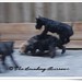 Scott Burrow Photo 16