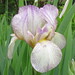 Carolyn Rose Photo 23