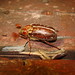 Julie Sirois Photo 11