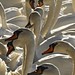 Darrell Swan Photo 8