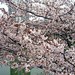 Sakura Yamada Photo 16