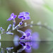 Sue Post Photo 37