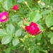 Diane Bush Photo 32