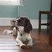 Robin Springer Photo 11
