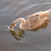 Amber Swan Photo 32