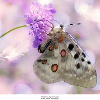 Anne Mathews Photo 20