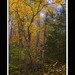 Forrest Kirk Photo 19