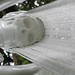 Francis Gray Photo 20