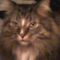 Darlene Ellis Photo 8