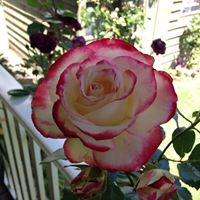 Elizabeth Kinsey Photo 29