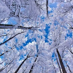 Li Cheng Photo 42