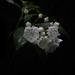 Laurel Rowe Photo 16