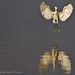 Michael Ding Photo 7