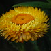 Deborah Flowers Photo 32