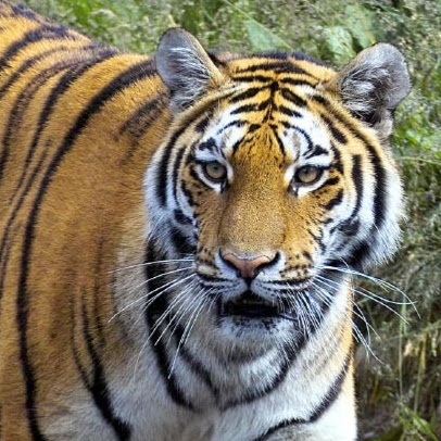 Sukhchain Singh Photo 29