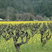 Debra Stark Photo 12