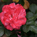Rose Ferraro Photo 30