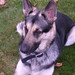 Henry Shepherd Photo 31