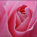 Elizabeth Rose Photo 39