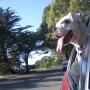 Ruby King Photo 21