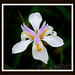 Michelle Constantin Photo 6