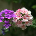 Flora Busch Photo 2