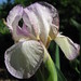Carolyn Rose Photo 24