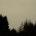 Tyrone Dark Photo 6