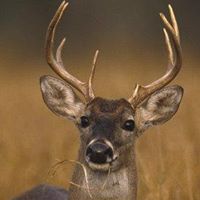 Rene Hart Photo 24