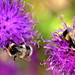 Bee Yang Photo 26