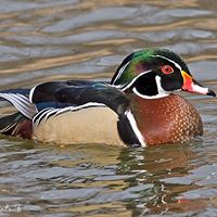Suzanne Spaulding Photo 8