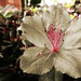 Ray Stearns Photo 17