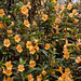 Valencia Bush Photo 14