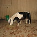 Heather Westmoreland Photo 26