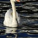 Darrell Swan Photo 10