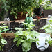 Flora Calabrese Photo 4