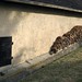 Michael Leib Photo 11