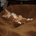 Ginger Jackson Photo 15