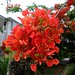 Douglas Maple Photo 12
