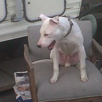 Eddie Howell Photo 16
