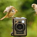 Robin Six Photo 11