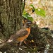 Robin Downs Photo 35