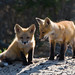 Mark Baird Photo 43
