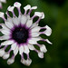 June Phipps Photo 9
