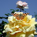 Cynthia Sommer Photo 20
